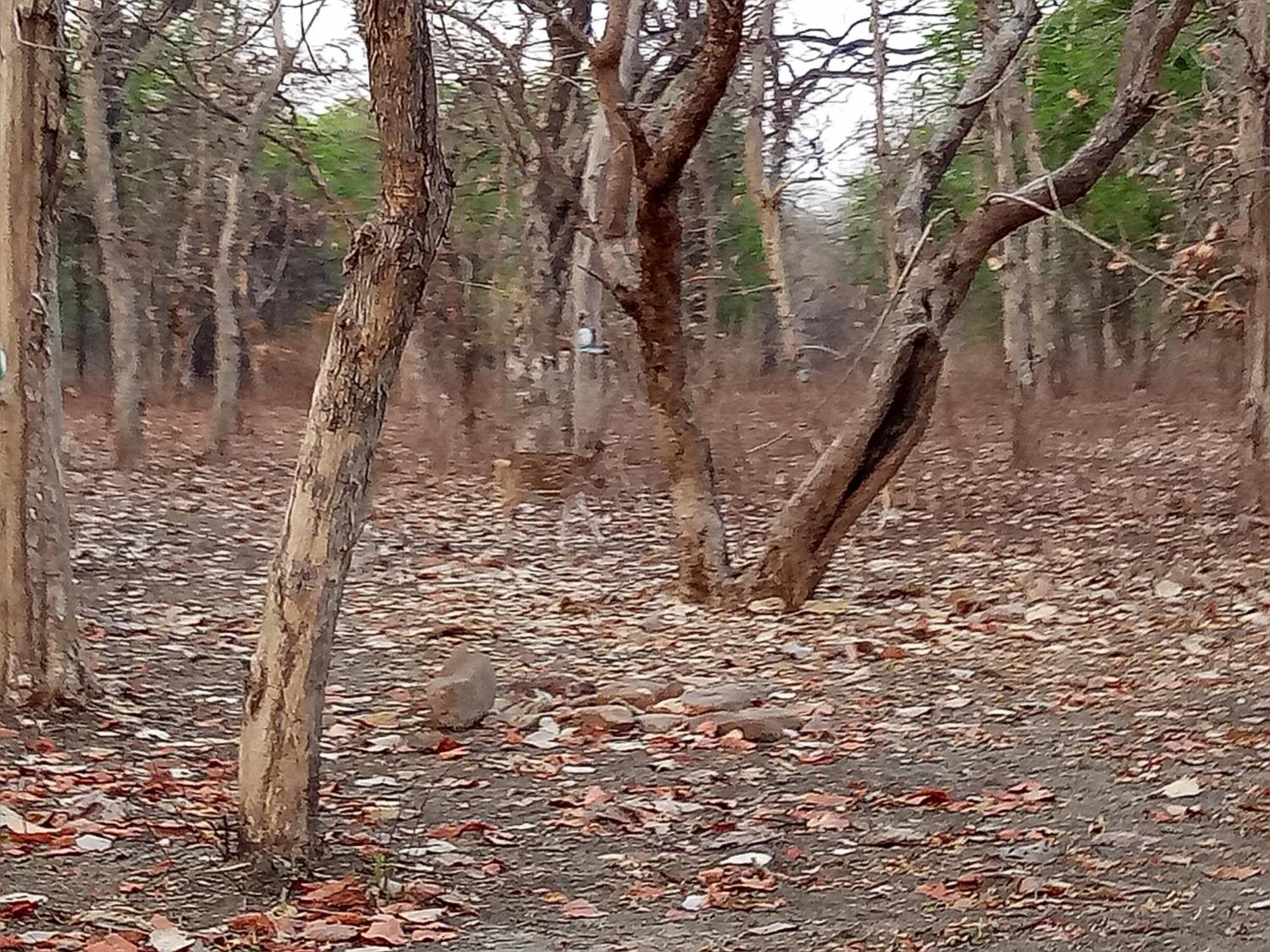 Abhiram Homestay Khajurāho エクステリア 写真